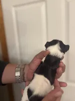 Hailey, a female Miniature Schnauzer for sale in Brighton, MO – Photo 4 of 10