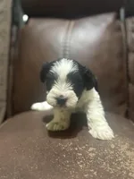 AKC Hailey, a female Miniature Schnauzer for sale in Brighton, MO – Photo 2 of 6