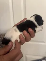 Hailey, a female Miniature Schnauzer for sale in Brighton, MO – Photo 2 of 10