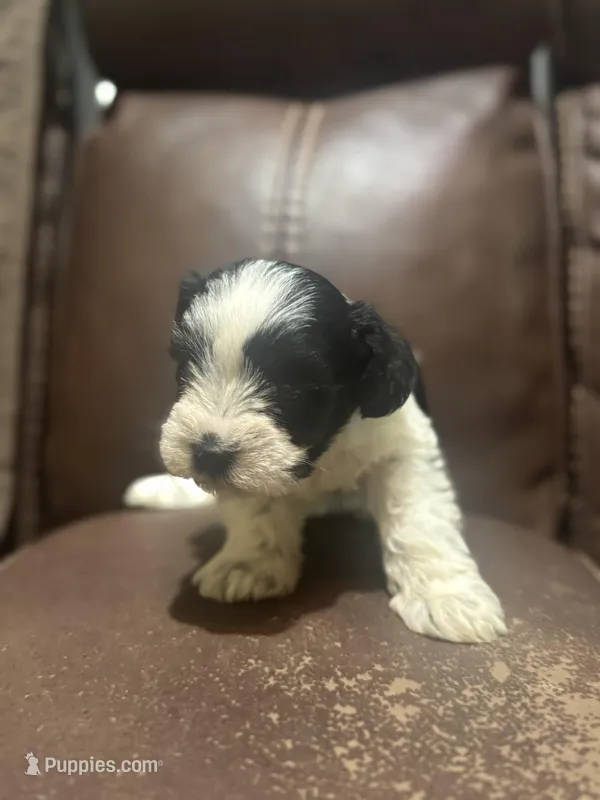 AKC Hailey – Miniature Schnauzer puppy for sale in Brighton, MO