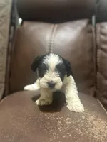 AKC Hailey, a female Miniature Schnauzer for sale in Brighton, MO – Photo 3 of 6