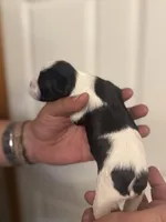 Hailey, a female Miniature Schnauzer for sale in Brighton, MO – Photo 3 of 10