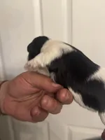 Hailey, a female Miniature Schnauzer for sale in Brighton, MO – Photo 8 of 10