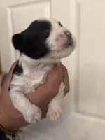 Hailey, a female Miniature Schnauzer for sale in Brighton, MO – Photo 7 of 10