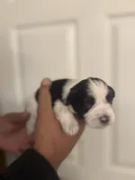 Hailey, a female Miniature Schnauzer for sale in Brighton, MO – Photo 10 of 10