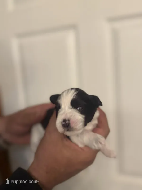 AKC Hailey – Miniature Schnauzer puppy for sale in Brighton, MO