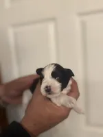 Hailey, a female Miniature Schnauzer for sale in Brighton, MO – Photo 5 of 10