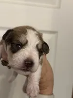 Oliver, a male Miniature Schnauzer for sale in Brighton, MO – 5 of 9