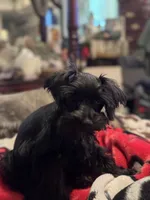 AKC Tillie, a female Miniature Schnauzer for sale in Brighton, MO – 7 of 10