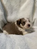 AKC Oliver, a male Miniature Schnauzer for sale in Brighton, MO – 4 of 10