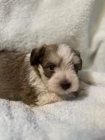 AKC Oliver, a male Miniature Schnauzer for sale in Brighton, MO – 2 of 10