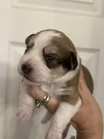 Oliver, a male Miniature Schnauzer for sale in Brighton, MO – 9 of 9