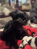 AKC Tillie, a female Miniature Schnauzer for sale in Brighton, MO – 9 of 10