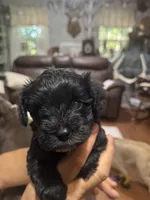 AKC solid black Allie, a female Miniature Schnauzer for sale in Brighton, MO – 2 of 6