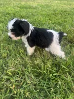 AKC Hailey, a female Miniature Schnauzer for sale in Brighton, MO – 5 of 10