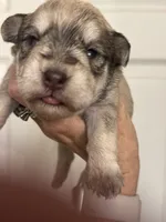 Sam, a male Miniature Schnauzer for sale in Brighton, MO – 9 of 9
