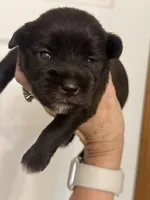 Steffie, a female Miniature Schnauzer for sale in Brighton, MO – 3 of 5