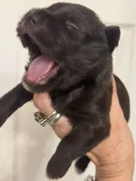 Steffie, a female Miniature Schnauzer for sale in Brighton, MO – 2 of 5