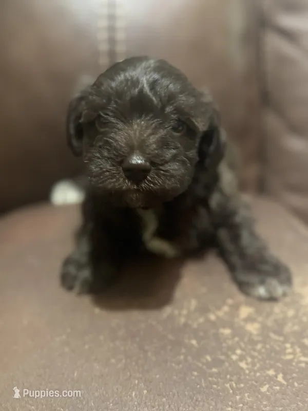 AKC Colby – Miniature Schnauzer puppy for sale in Brighton, MO