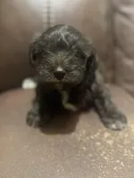 AKC Colby, a male Miniature Schnauzer for sale in Brighton, MO – Photo 1 of 5