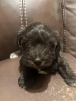 AKC Colby, a male Miniature Schnauzer for sale in Brighton, MO – Photo 2 of 5