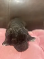 AKC Colby, a male Miniature Schnauzer for sale in Brighton, MO – Photo 5 of 5