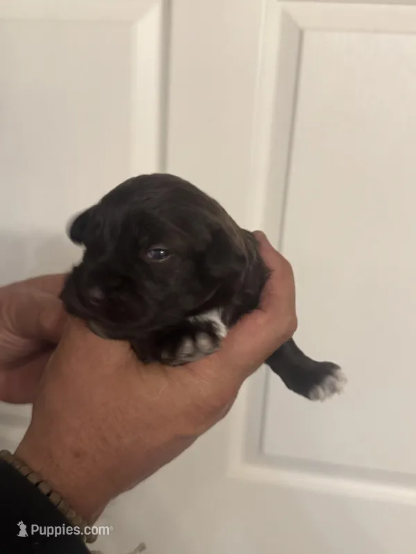 AKC Colby – Miniature Schnauzer puppy for sale in Brighton, MO