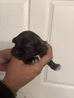 Colby, a male Miniature Schnauzer for sale in Brighton, MO – Photo 5 of 5