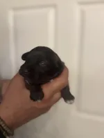 Colby, a male Miniature Schnauzer for sale in Brighton, MO – Photo 2 of 5