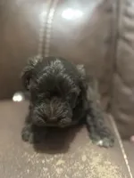 AKC Colby, a male Miniature Schnauzer for sale in Brighton, MO – Photo 3 of 5