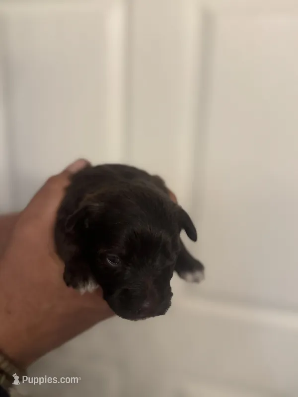 Colby – Miniature Schnauzer puppy for sale in Brighton, MO