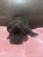 AKC Colby, a male Miniature Schnauzer for sale in Brighton, MO – Photo 4 of 5