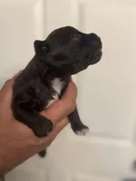 Colby, a male Miniature Schnauzer for sale in Brighton, MO – Photo 4 of 5