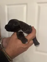 Colby, a male Miniature Schnauzer for sale in Brighton, MO – Photo 3 of 5