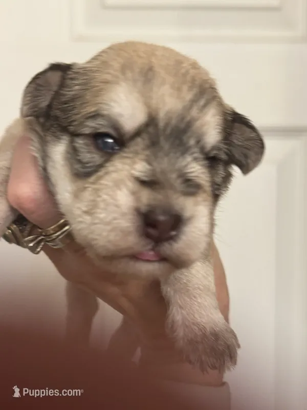 Sam – Miniature Schnauzer puppy for sale in Brighton, MO