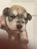 Sam, a male Miniature Schnauzer for sale in Brighton, MO – 1 of 9