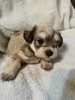 AKC Maggie, a female Miniature Schnauzer for sale in Brighton, MO – 5 of 10
