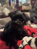 AKC Tillie, a female Miniature Schnauzer for sale in Brighton, MO – 10 of 10