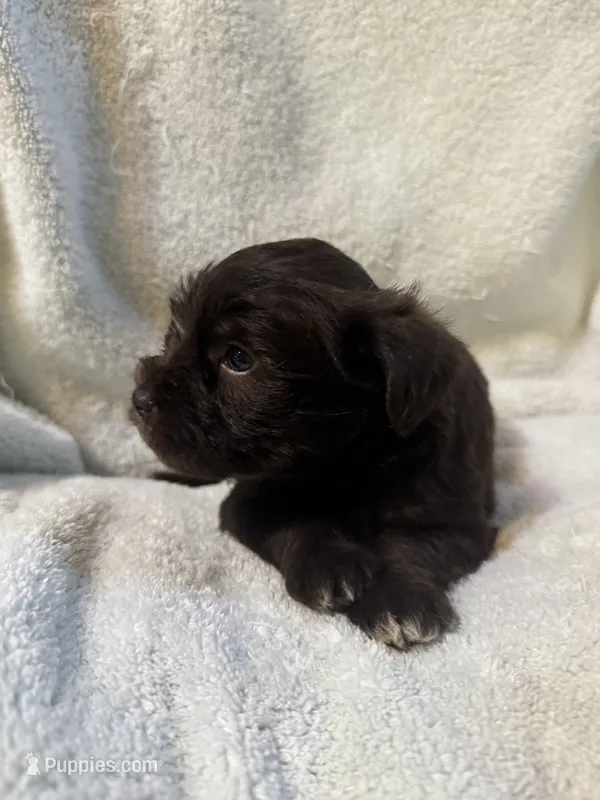 AKC Steffie – Miniature Schnauzer puppy for sale in Brighton, MO