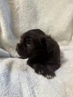 AKC Steffie, a female Miniature Schnauzer for sale in Brighton, MO – 1 of 10