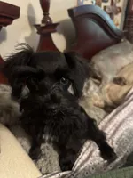 AKC solid black Maddie, a female Miniature Schnauzer for sale in Brighton, MO – 8 of 10