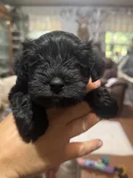 AKC solid black Macie, a female Miniature Schnauzer for sale in Brighton, MO – 6 of 6