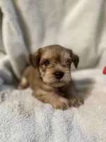 AKC Sam, a male Miniature Schnauzer for sale in Brighton, MO – 2 of 10