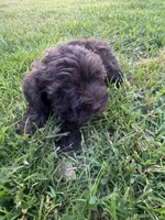 AKC Chocolate Colby, a male Miniature Schnauzer for sale in Brighton, MO – 8 of 10