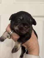 Matilda, a female Miniature Schnauzer for sale in Brighton, MO – 10 of 10