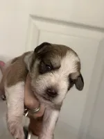 Oliver, a male Miniature Schnauzer for sale in Brighton, MO – 8 of 9