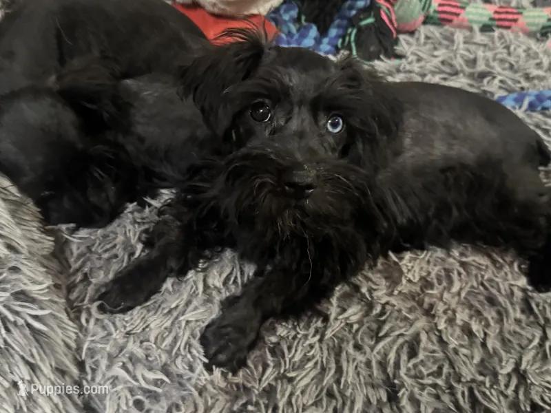 AKC solid black Allie – Miniature Schnauzer puppy for sale in Brighton, MO