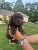 AKC Chocolate Colby, a male Miniature Schnauzer for sale in Brighton, MO – 3 of 10