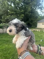 AKC Jack, a male Miniature Schnauzer for sale in Brighton, MO – 2 of 10