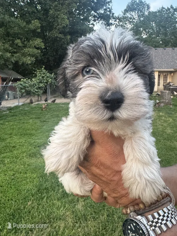 AKC Jack – Miniature Schnauzer puppy for sale in Brighton, MO